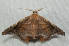 Episparis tortuosalis