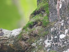 Bryophyta