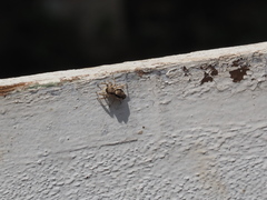 Menemerus bivittatus