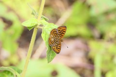 Antillea pelops