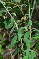 Blumea formosana