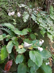 Jovellana sinclairii
