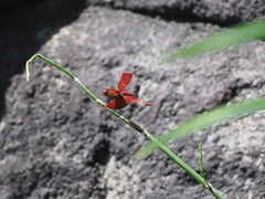 Neurothemis ramburii