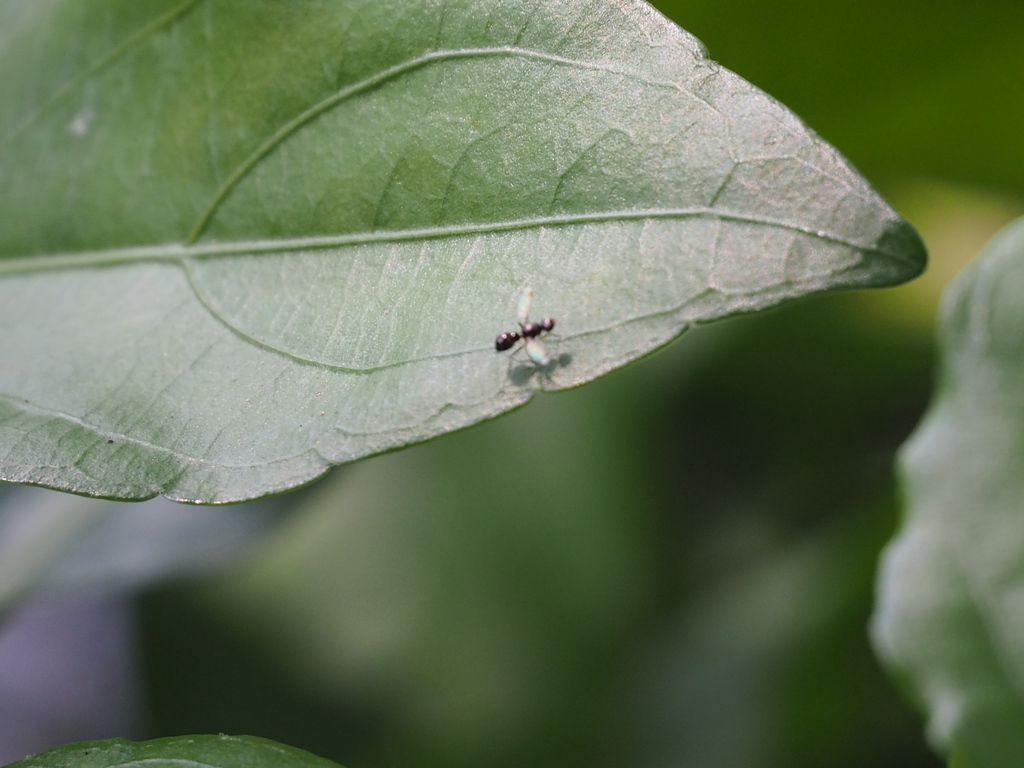 Australosepsis niveipennis