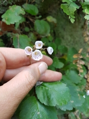 Jovellana sinclairii