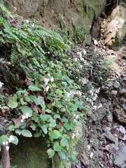 Jovellana sinclairii