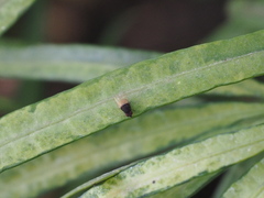 Diptera