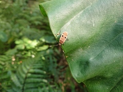 Physopelta quadriguttata