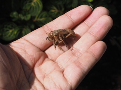 Insecta