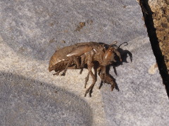 Insecta