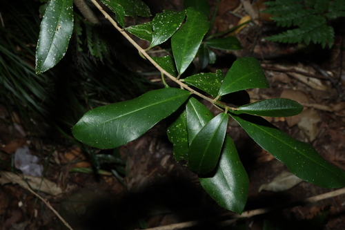 Croton acronychioides, 2025-10-27