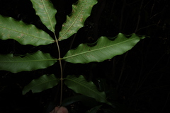 Bosistoa pentacocca, photograph (c) Greg Tasney, some rights reserved (CC BY-SA)