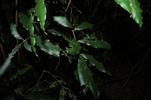Bosistoa pentacocca, photograph 6