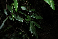 Bosistoa pentacocca, photograph (c) Greg Tasney, some rights reserved (CC BY-SA)