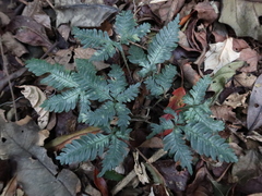 Pteris grevilleana