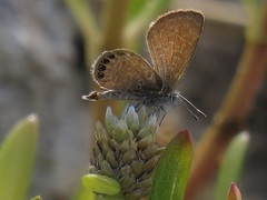 Brephidium pseudofea