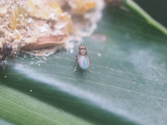 Diptera