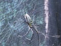 Nephila pilipes