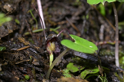 Three-Lobed Spider Orchid (Corybas trilobus)