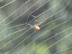 Argyrodes flavescens