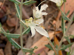 Teucrium racemosum