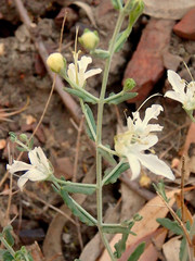 Teucrium racemosum