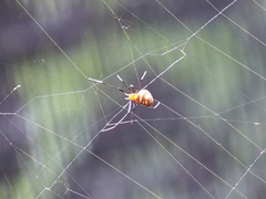 Argyrodes flavescens