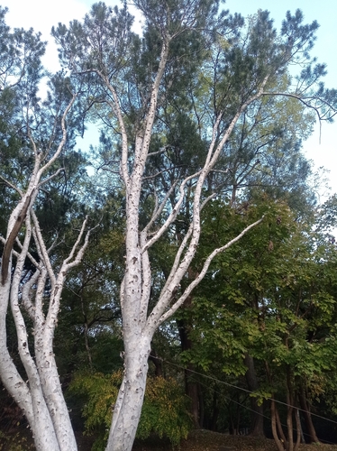 Pinus bungeana, photographed by an iNaturalist contributor
