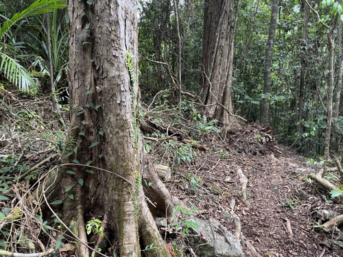 Backhousia bancroftii, 2025-10-28