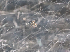 Argyrodes fissifrons