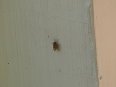 Diptera