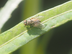 Diptera