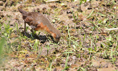 Laterallus melanophaius