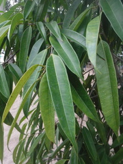 Ficus maclellandii