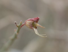 Psorothamnus schottii