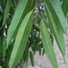 Ficus maclellandii - Photo (c) Martin Reith, algunos derechos reservados (CC BY-NC), subido por Martin Reith