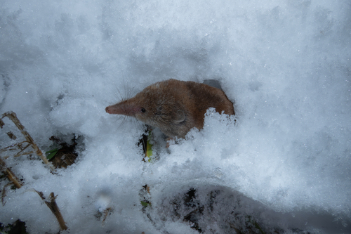 Valais Shrew