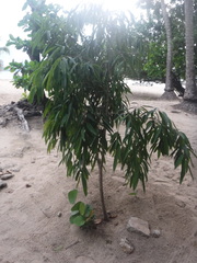 Ficus maclellandii