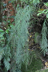 Asplenium flaccidum flaccidum