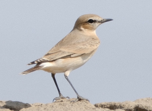 Isabelline Wheatear