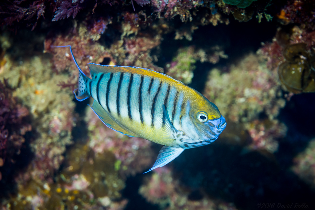 Angelfish