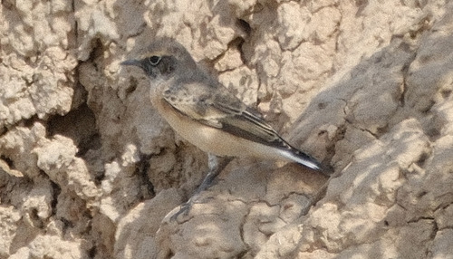 Pied Wheatear