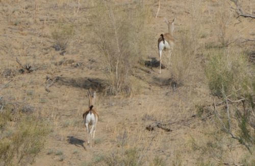 Goitered Gazelle