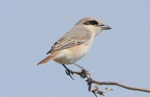 Isabelline Shrike