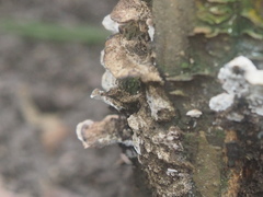 Fungi