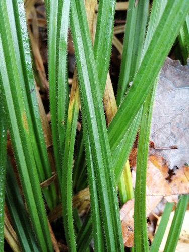 Hairy Sedge