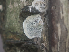 Fungi