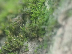 Bryophyta