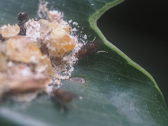 Diptera