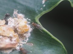 Diptera